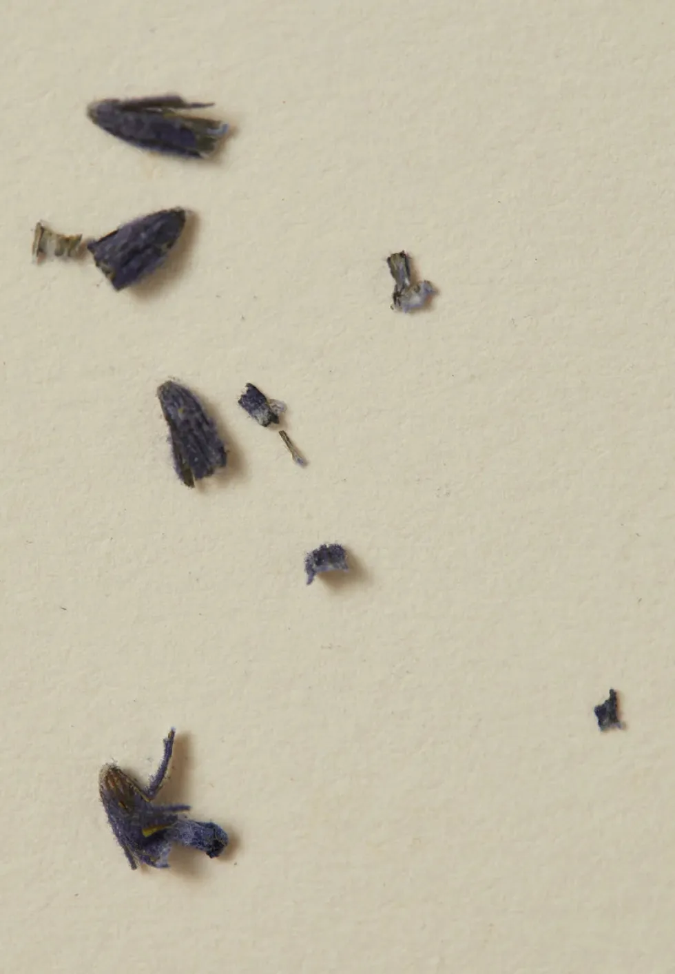 Clearance Incense - Clary Sage Beauty & Wellness